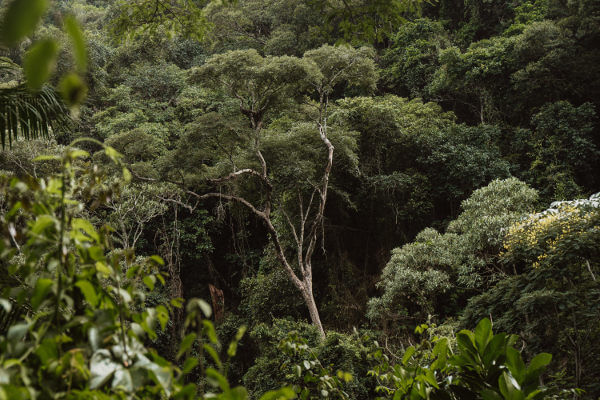 Mata Atlântica